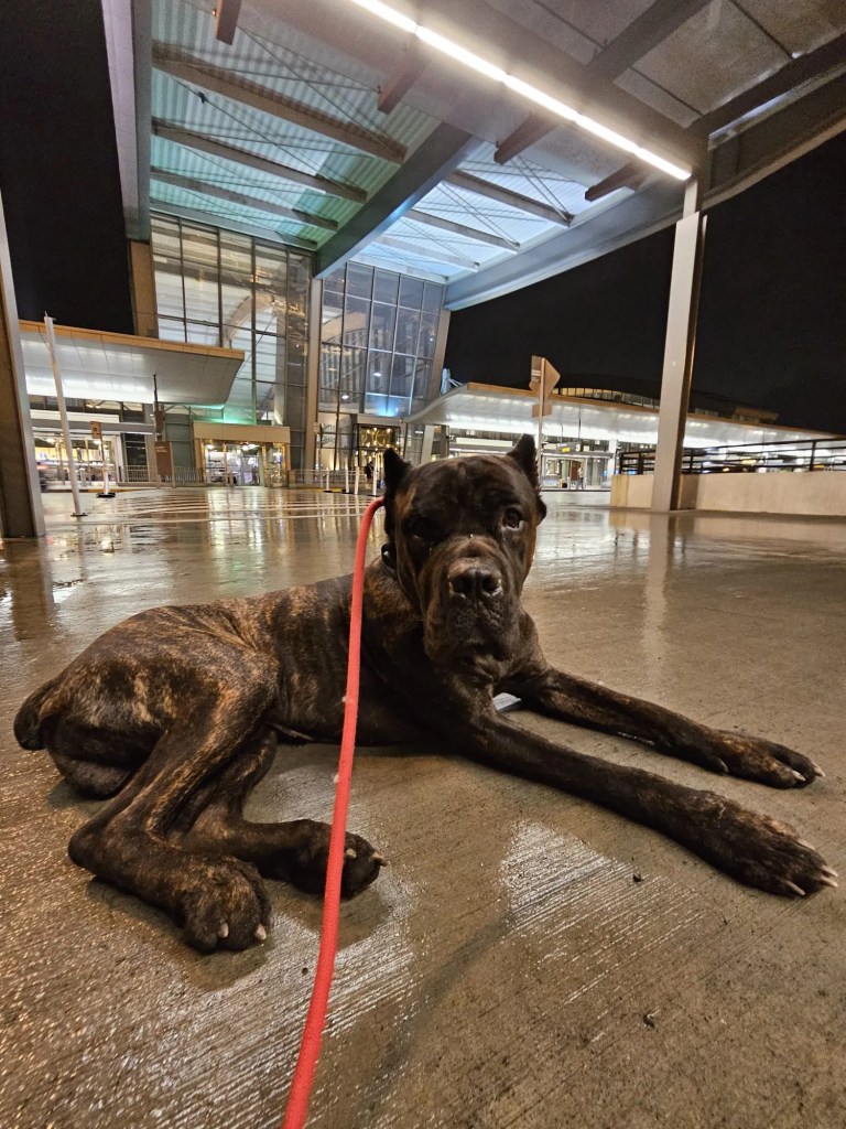 Dog laying down outside of RDU