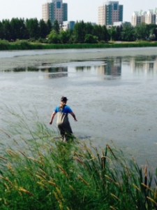 Kelsey treading into Wascana Marsh to retrieve a turtle!