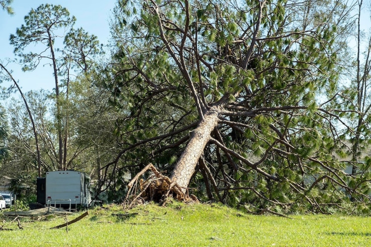tree removal