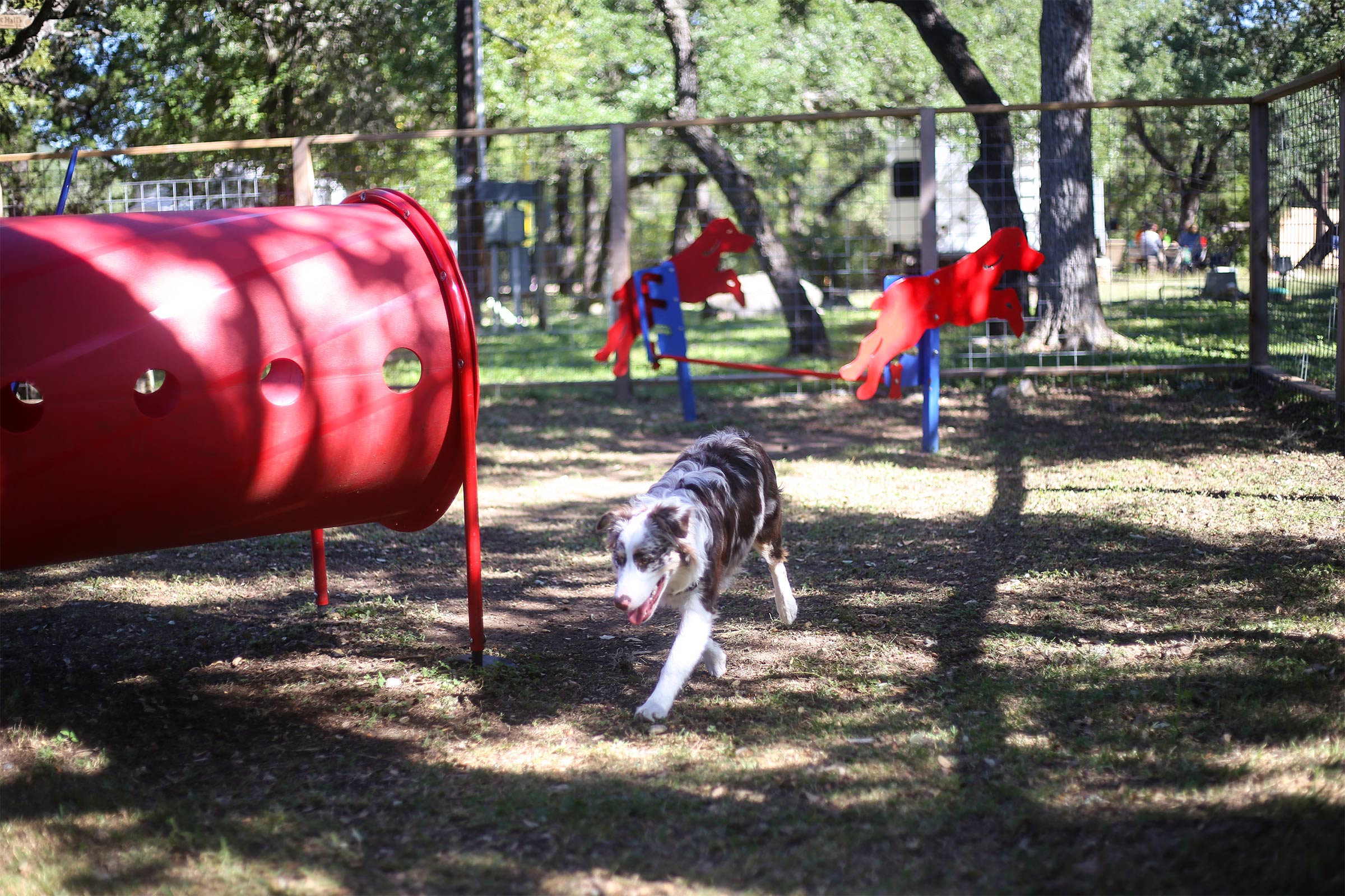 A dog at a campground dog park with agility equipment