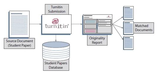 Cấu trúc cơ sở dữ liệu Turnitin
