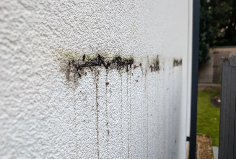 TC15 silicone render wall with visible green algae staining before cleaning in Scotland.
