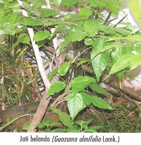 78+ Gambar Daun Jati Belanda Paling Keren - Gambar Pixabay 480_X_469_jpg