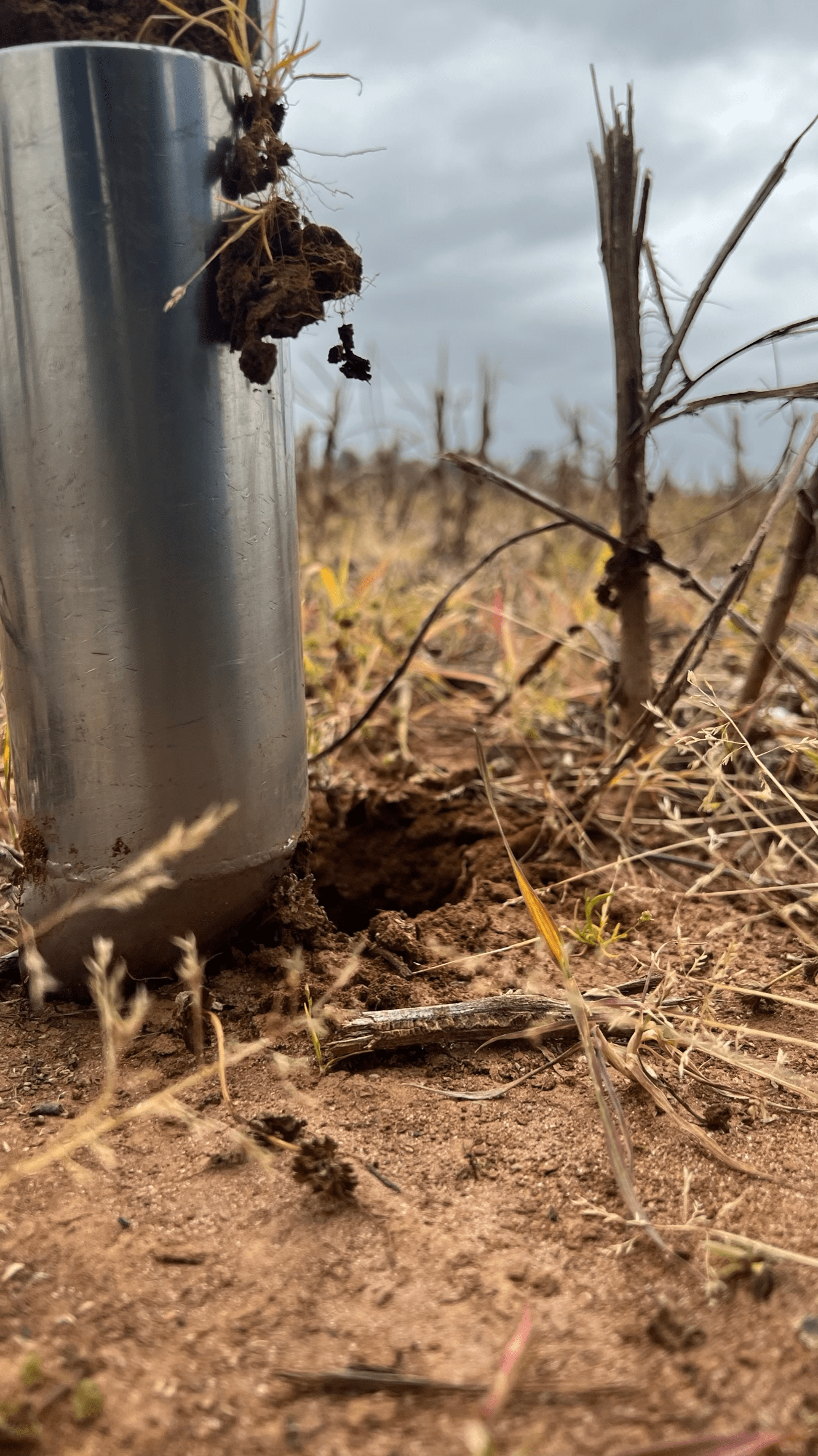 Do High-Phosphorus Soils Really Need More Fertilizer?