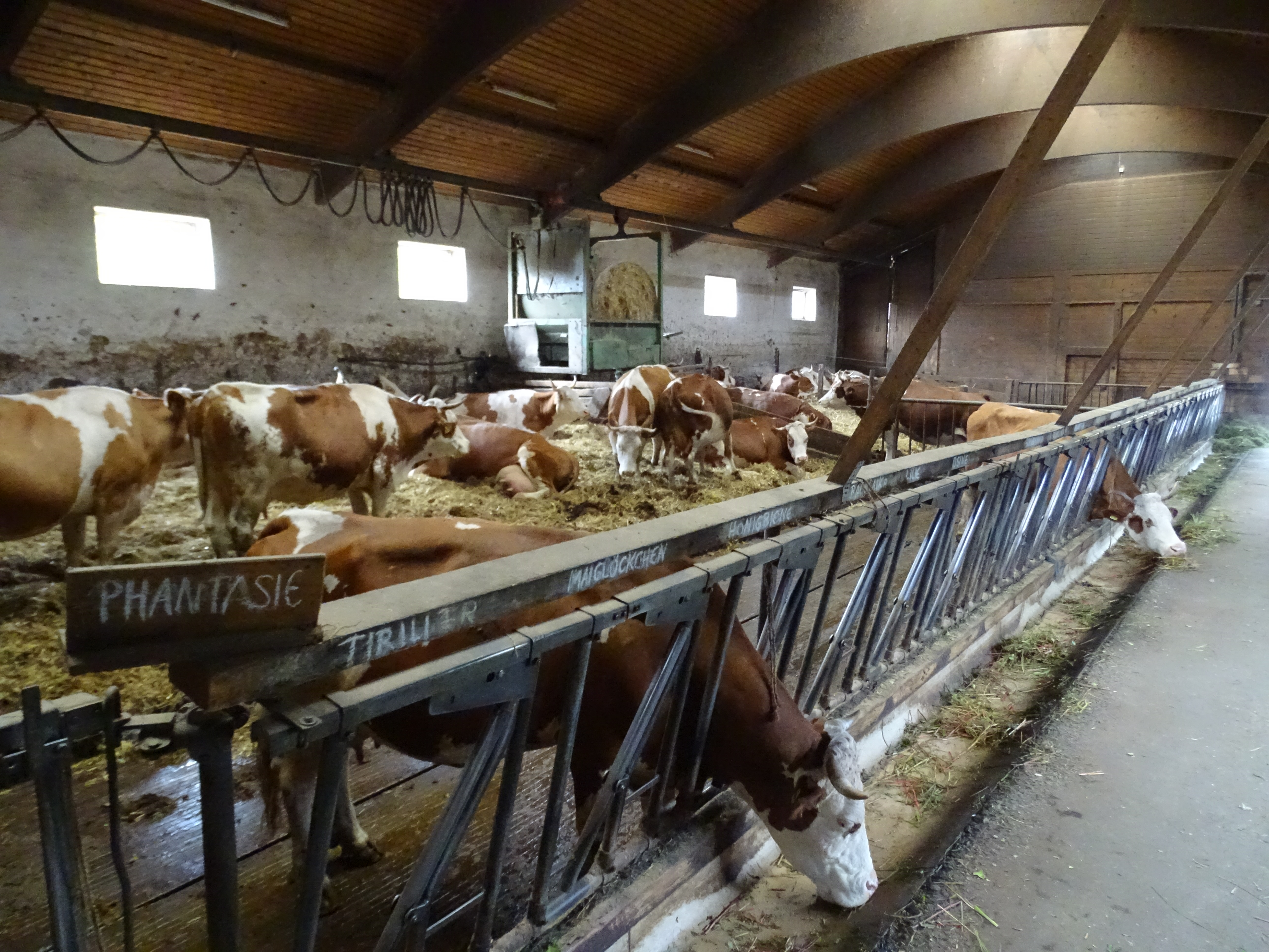 Schwärzdorf - Landvergnügen, die Kühe kurz vor dem Melken