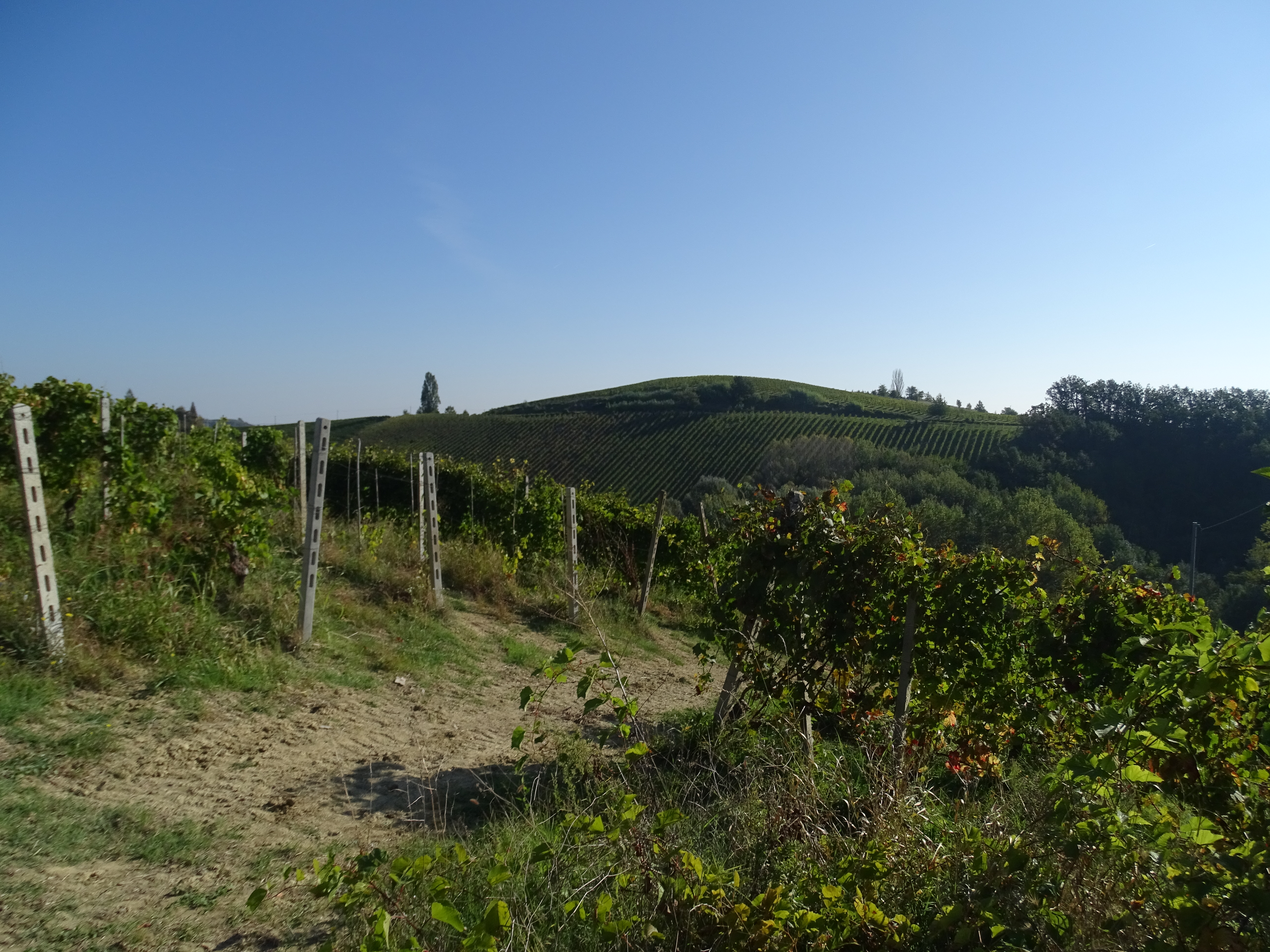 Weinfeld irgendwo vor Aqui Therme