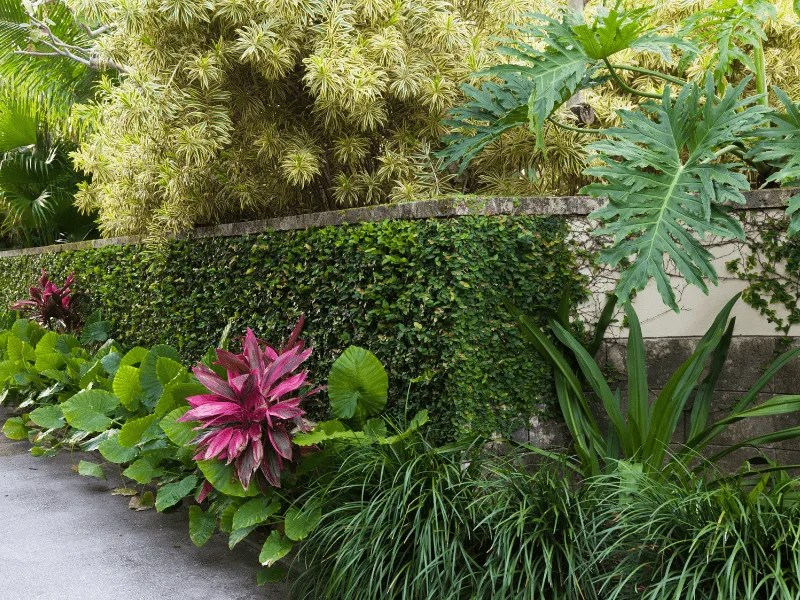 garden wall