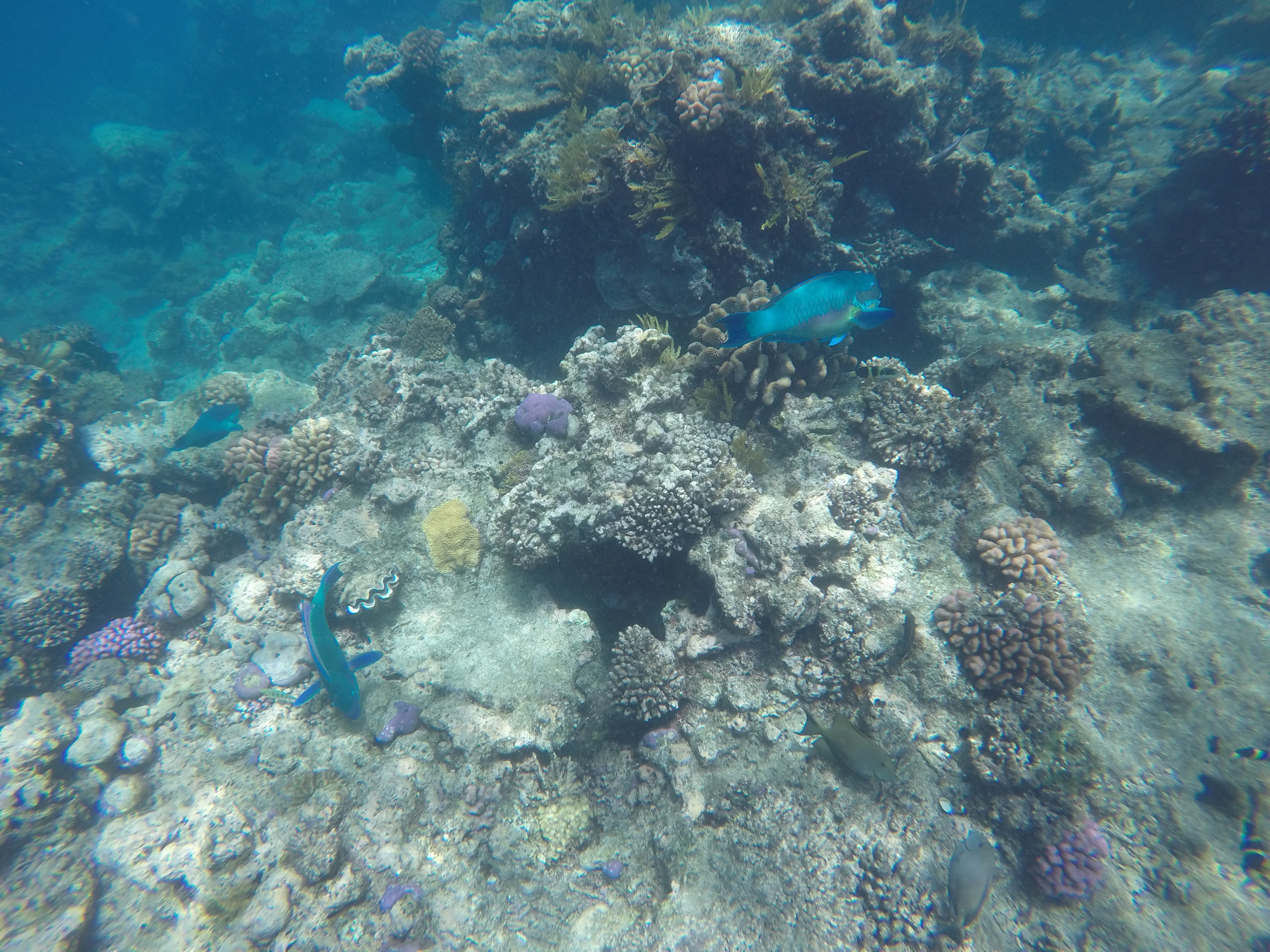 DCIM100GOPROGOPR1366.