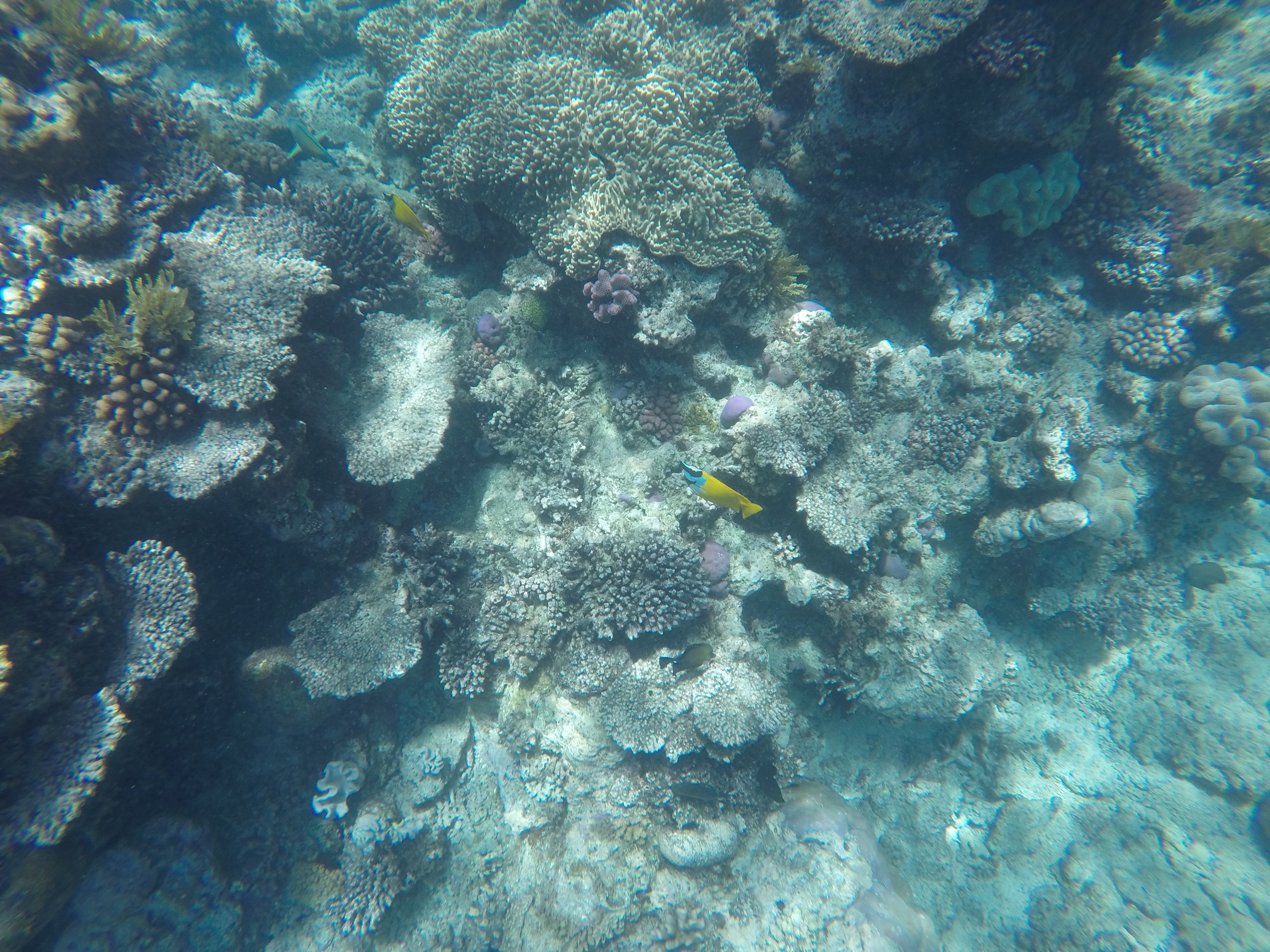 DCIM100GOPROGOPR1368.