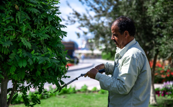 Structural Pruning
