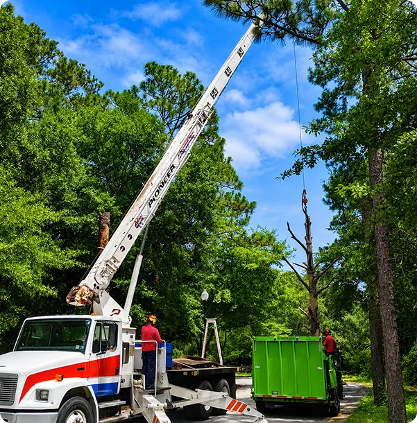 tree-removal (3)