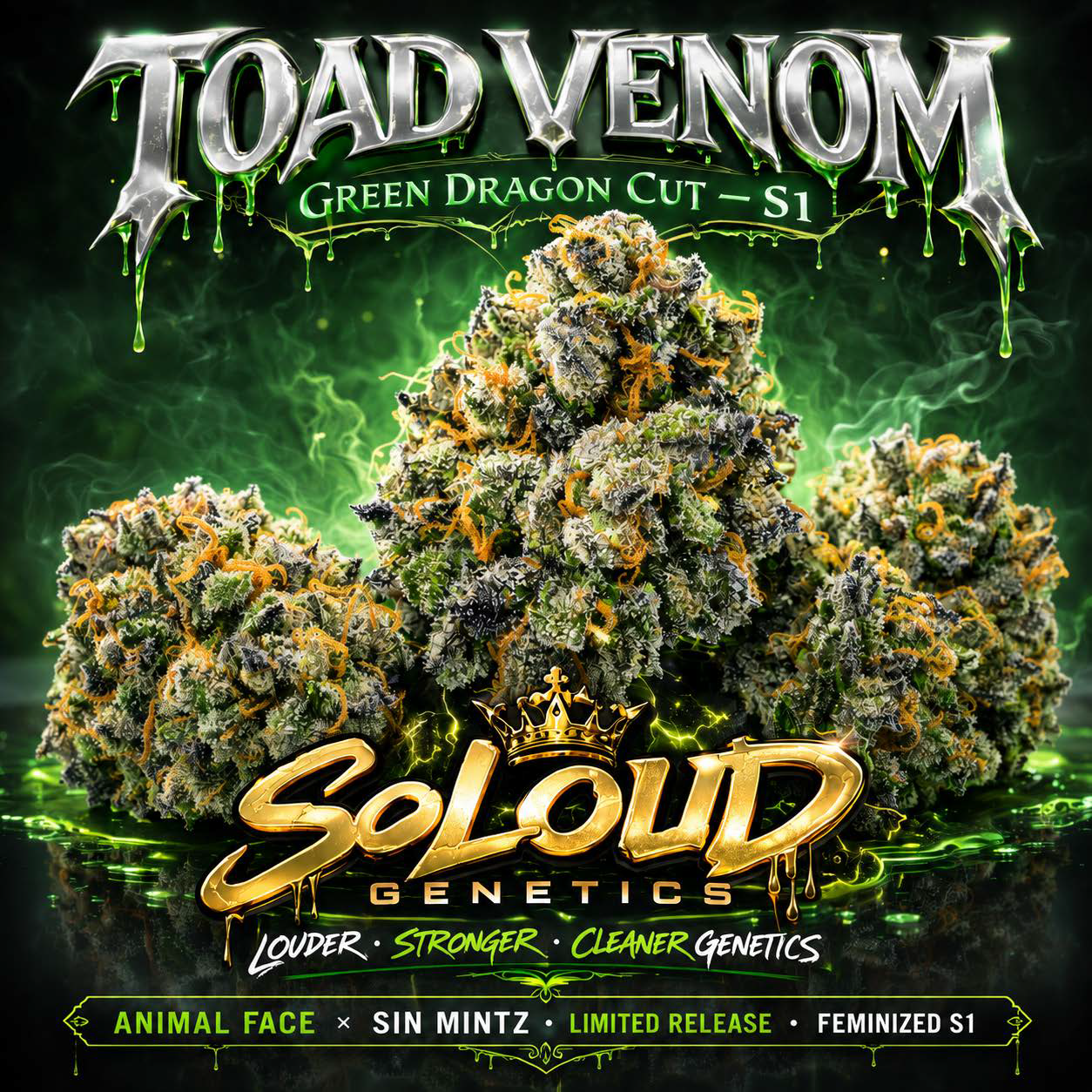 TOAD VENOM SEEDS. TOAD VENOM S1 SEEDS. TOAD VENOM STRAIN SEEDS.