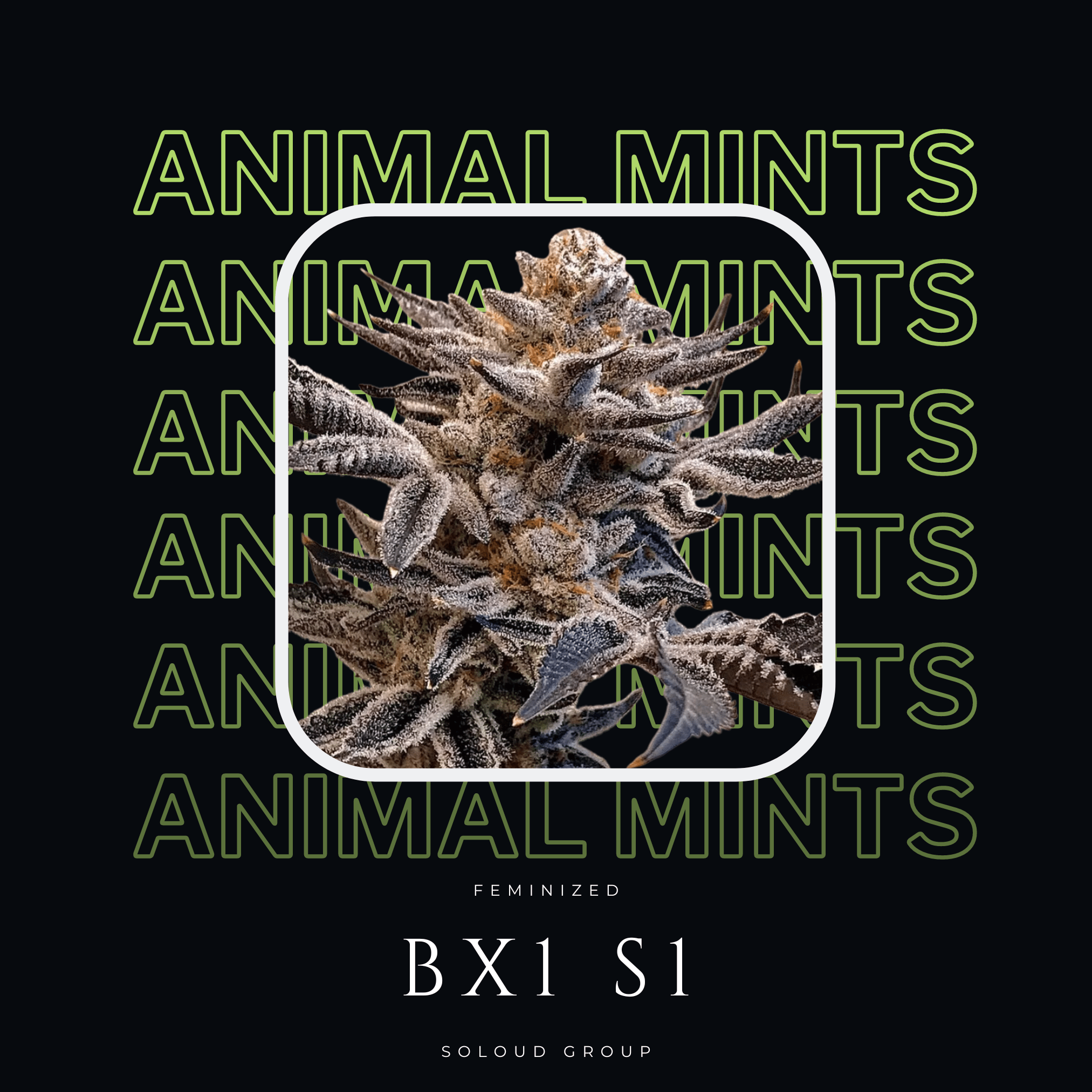 ANIMAL MINTS BX1 S1
