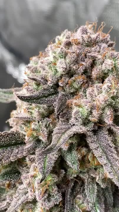 ANIMAL MINTS S1 (FEM)
