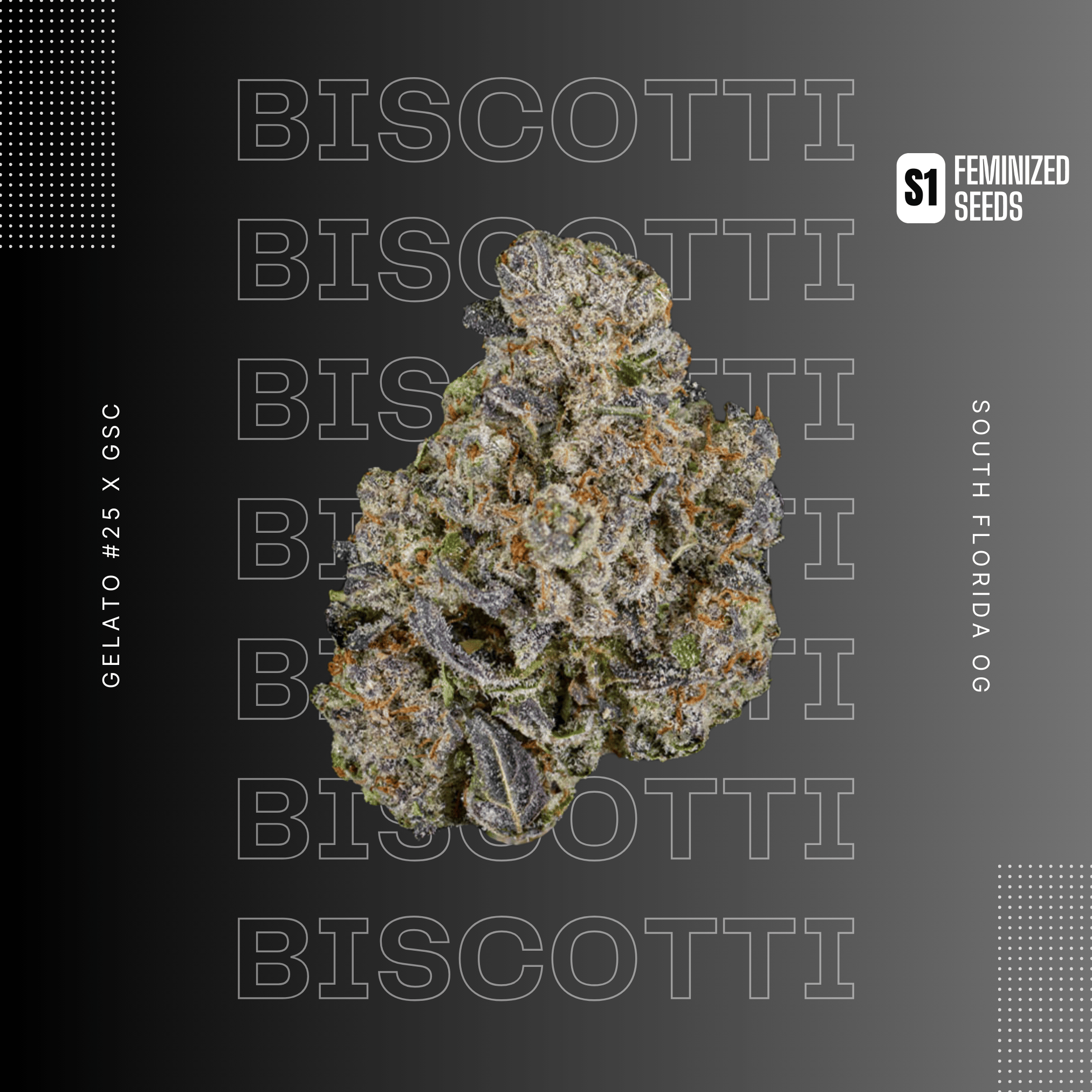 BISCOTTI S1 (freebie)