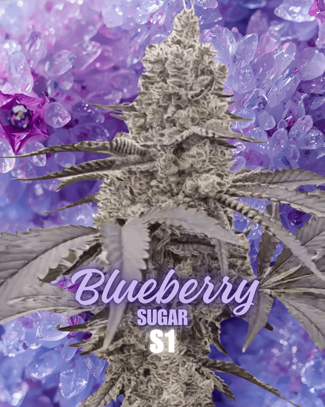 BLUEBERRY SUGAR S1