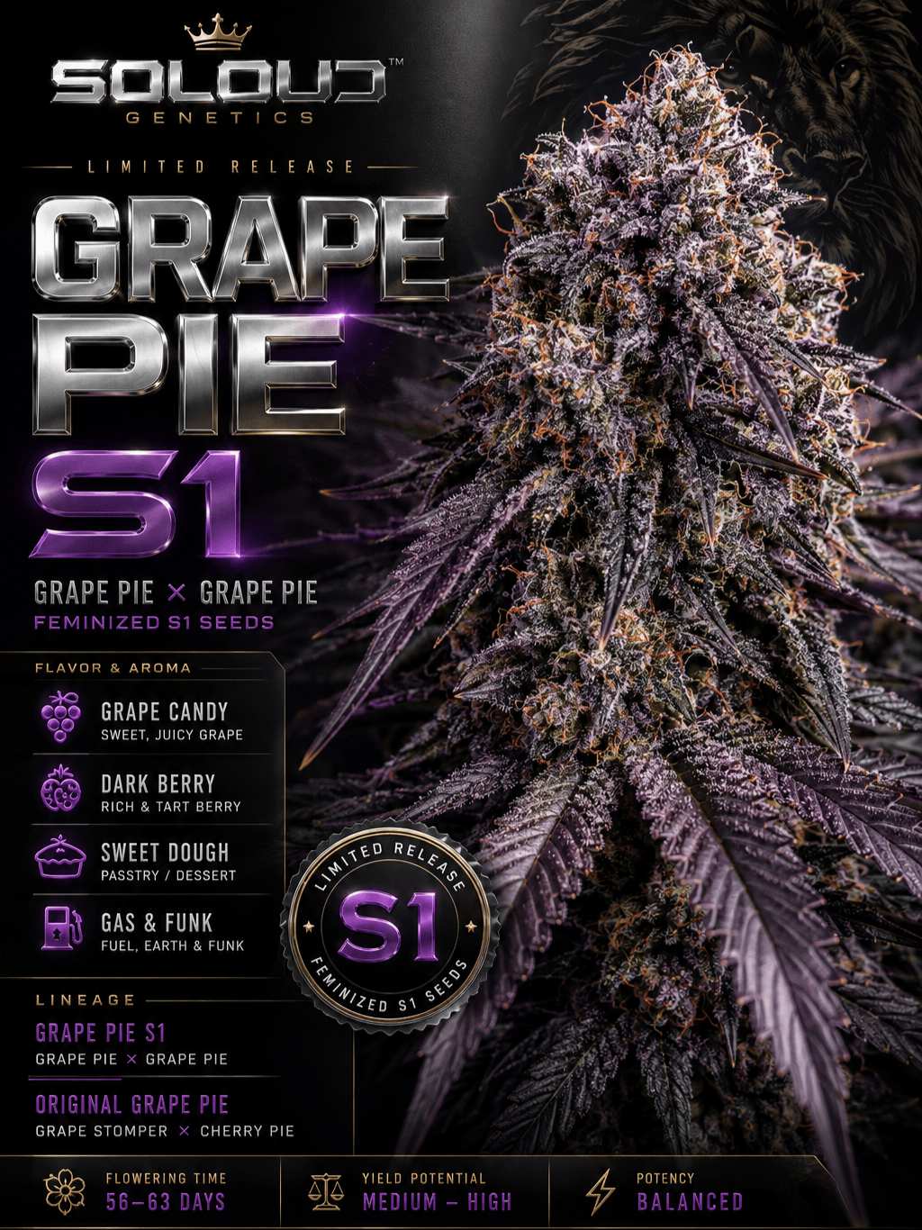 GRAPE PIE S1