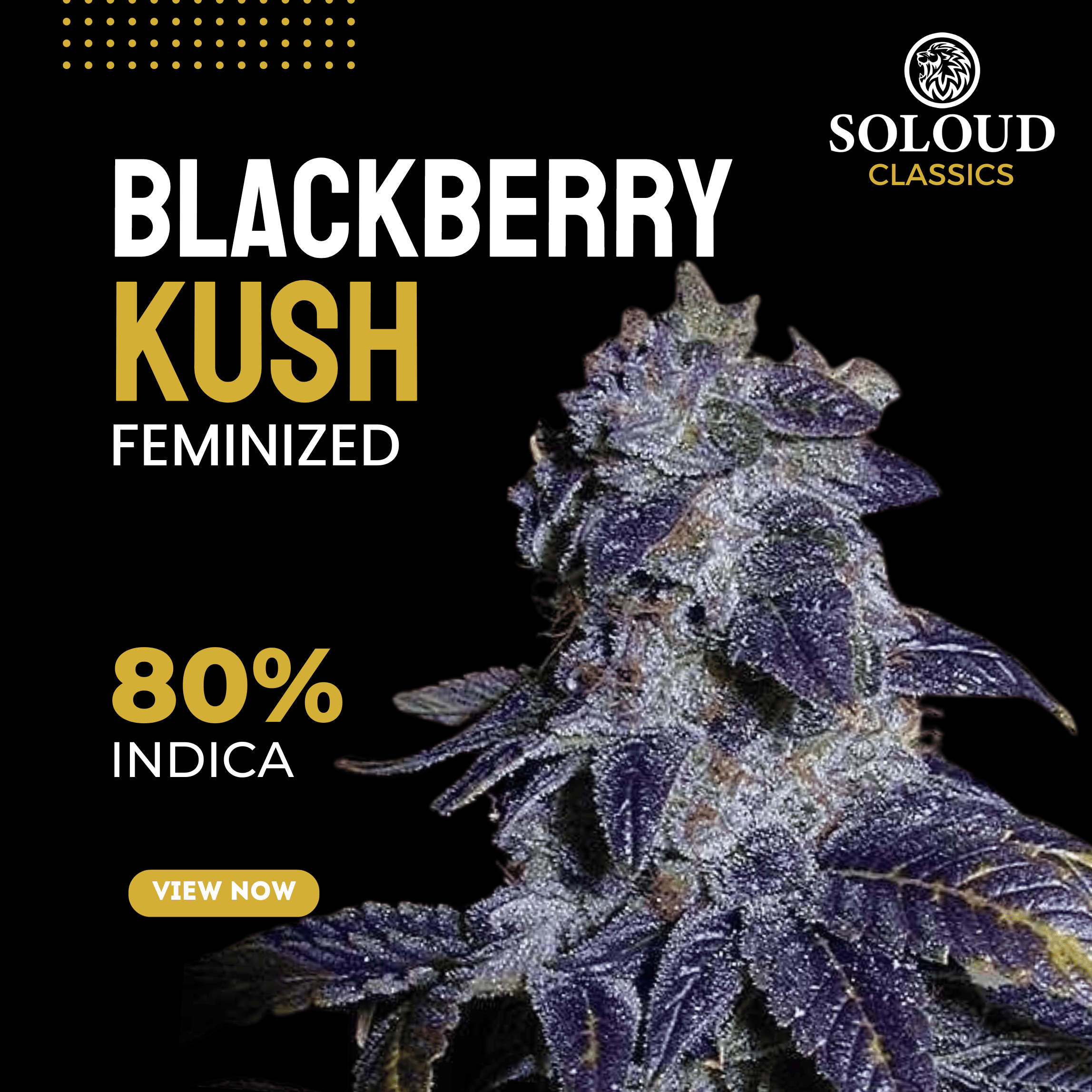 BLACKBERRY KUSH (FEM)