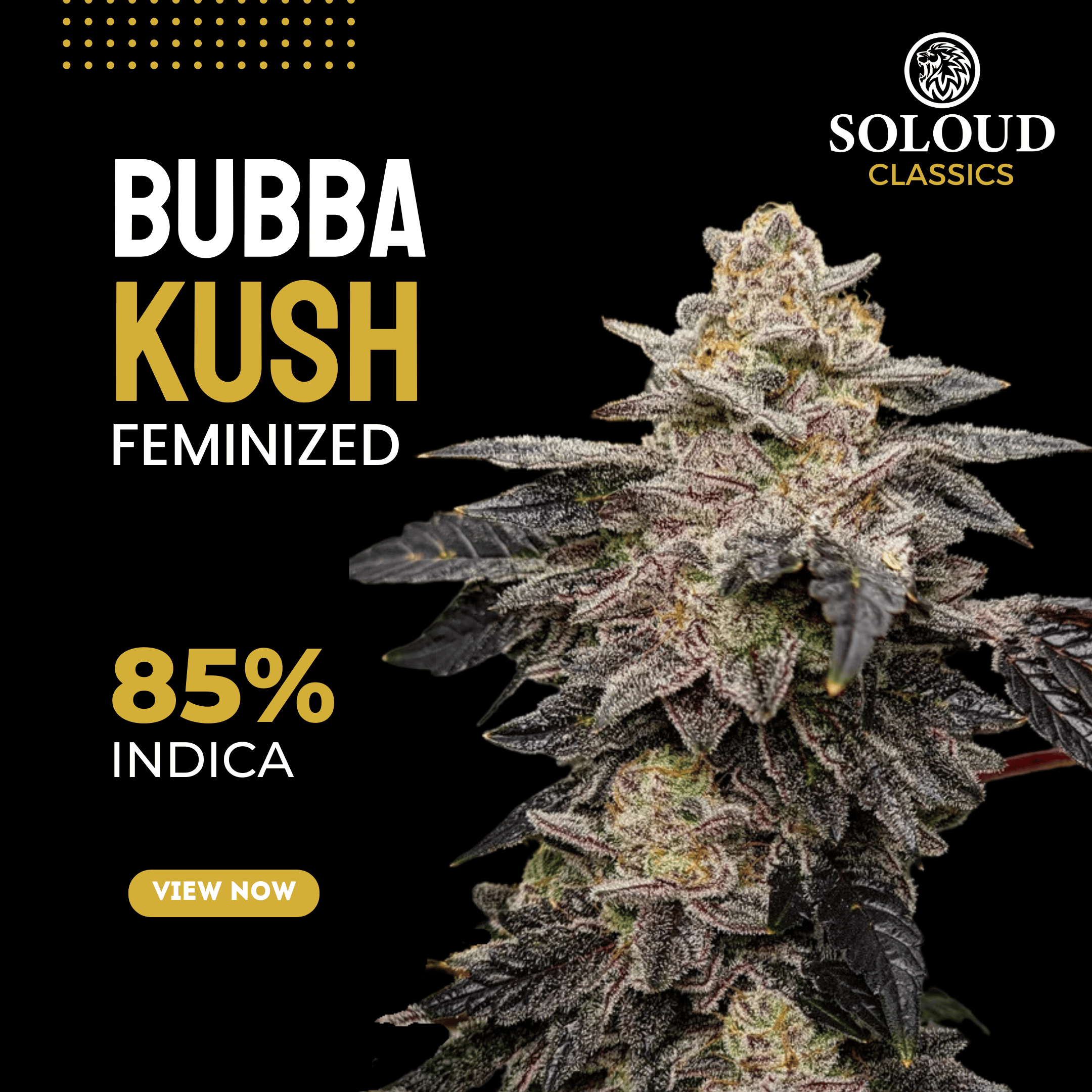 BUBBA KUSH (FEM)
