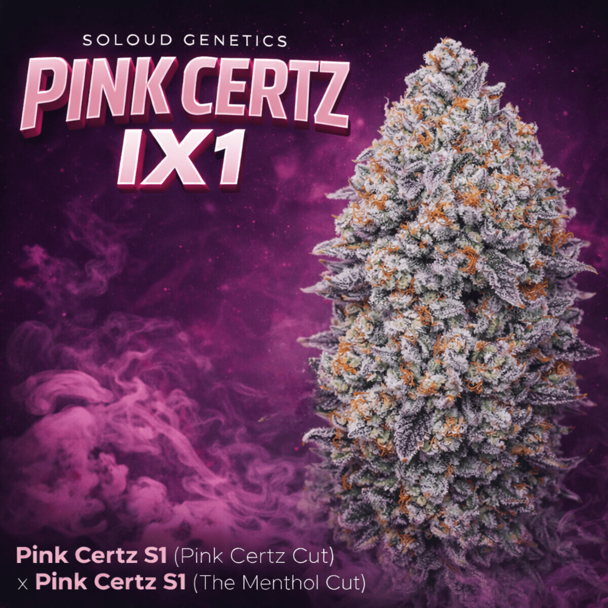 PINK CERTZ IX (FEM)