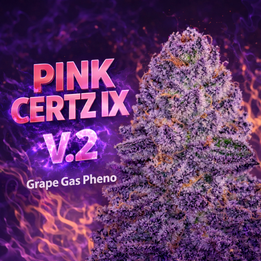 PINK CERTZ IX V.2 (FEM)