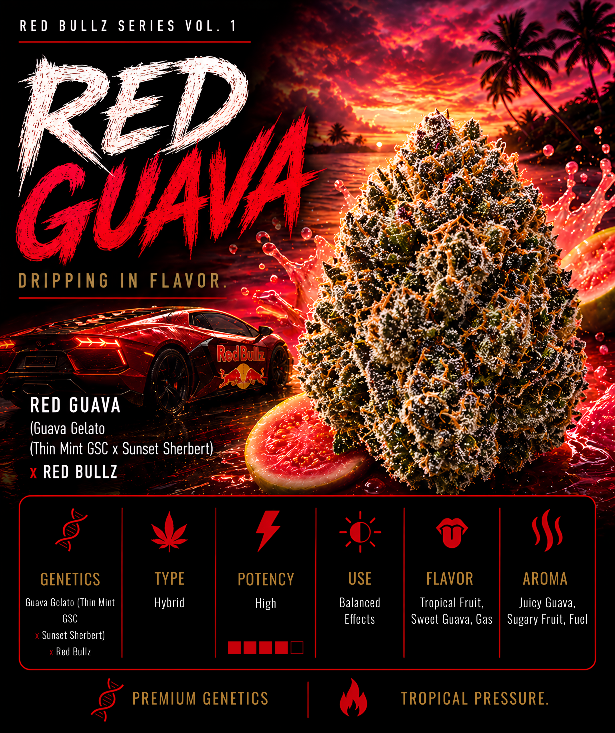 RED GUAVA (GUAVA GELATO X RED BULLZ) FEM