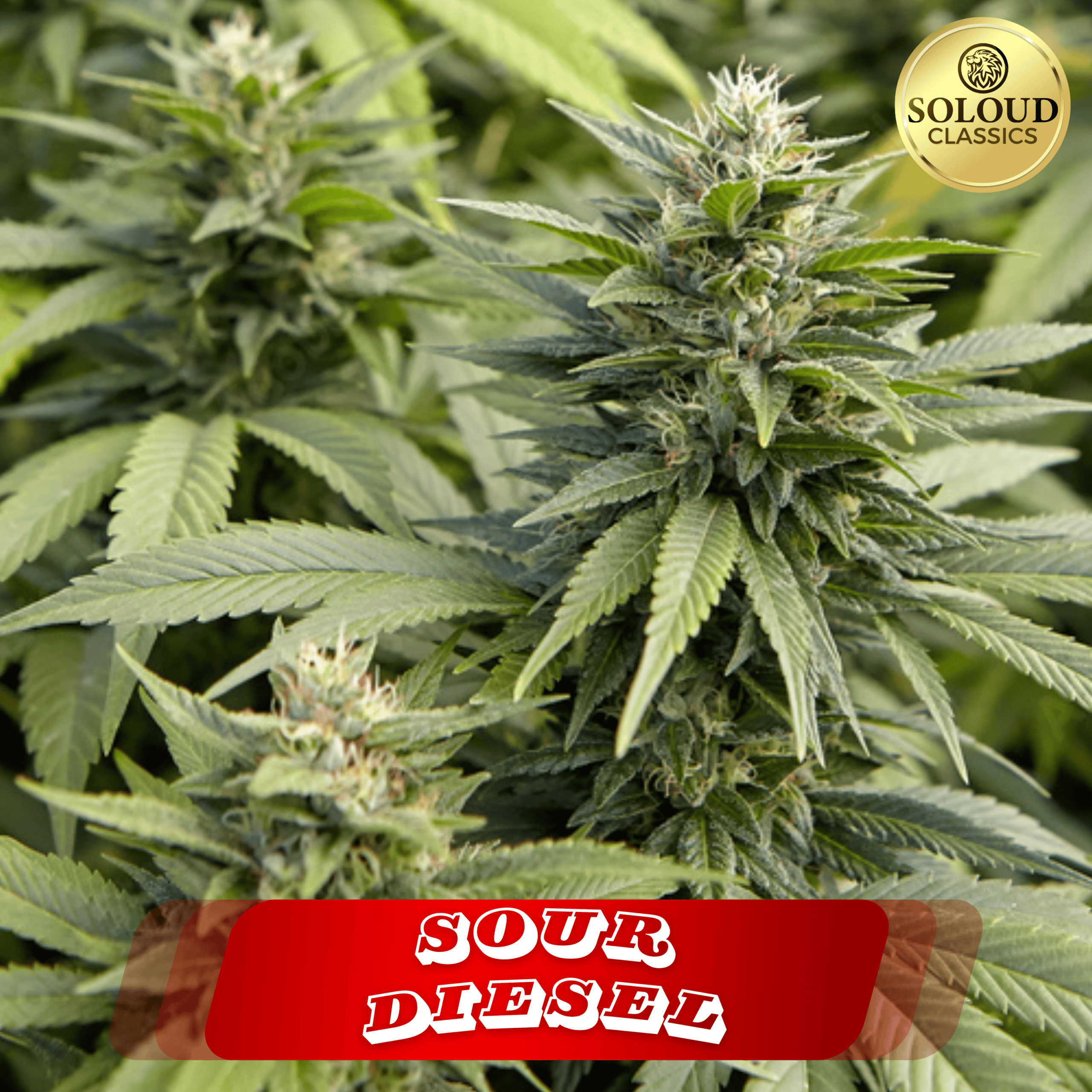 ORIGINAL SOUR DIESEL (FEM)