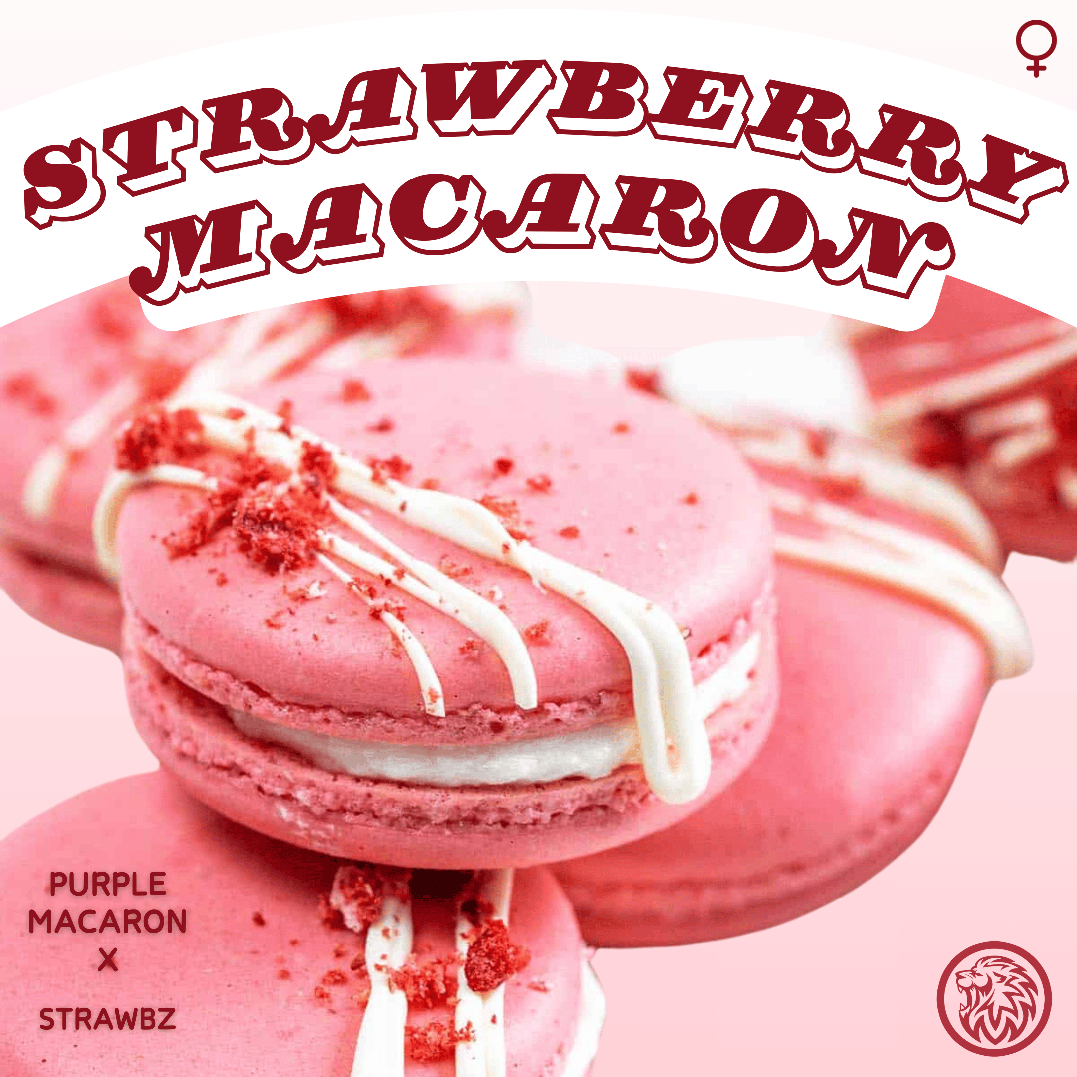 STRAWBERRY MACARON (FEM)