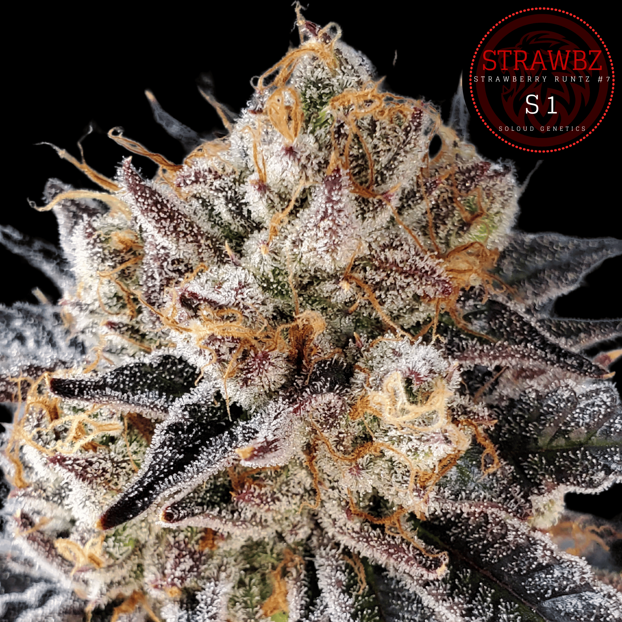 STRAWBERRY RUNTZ (STRAWBZ) S1