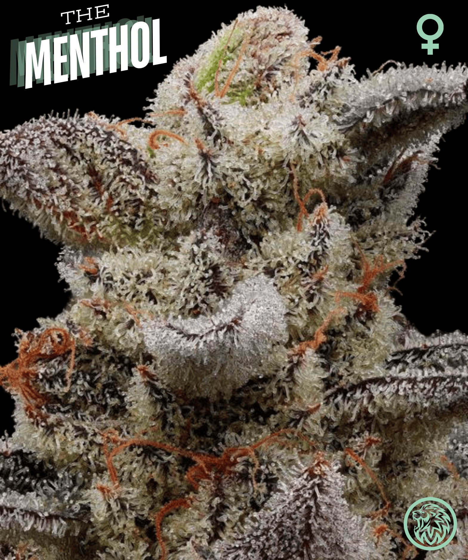 THE MENTHOL (FEM)
