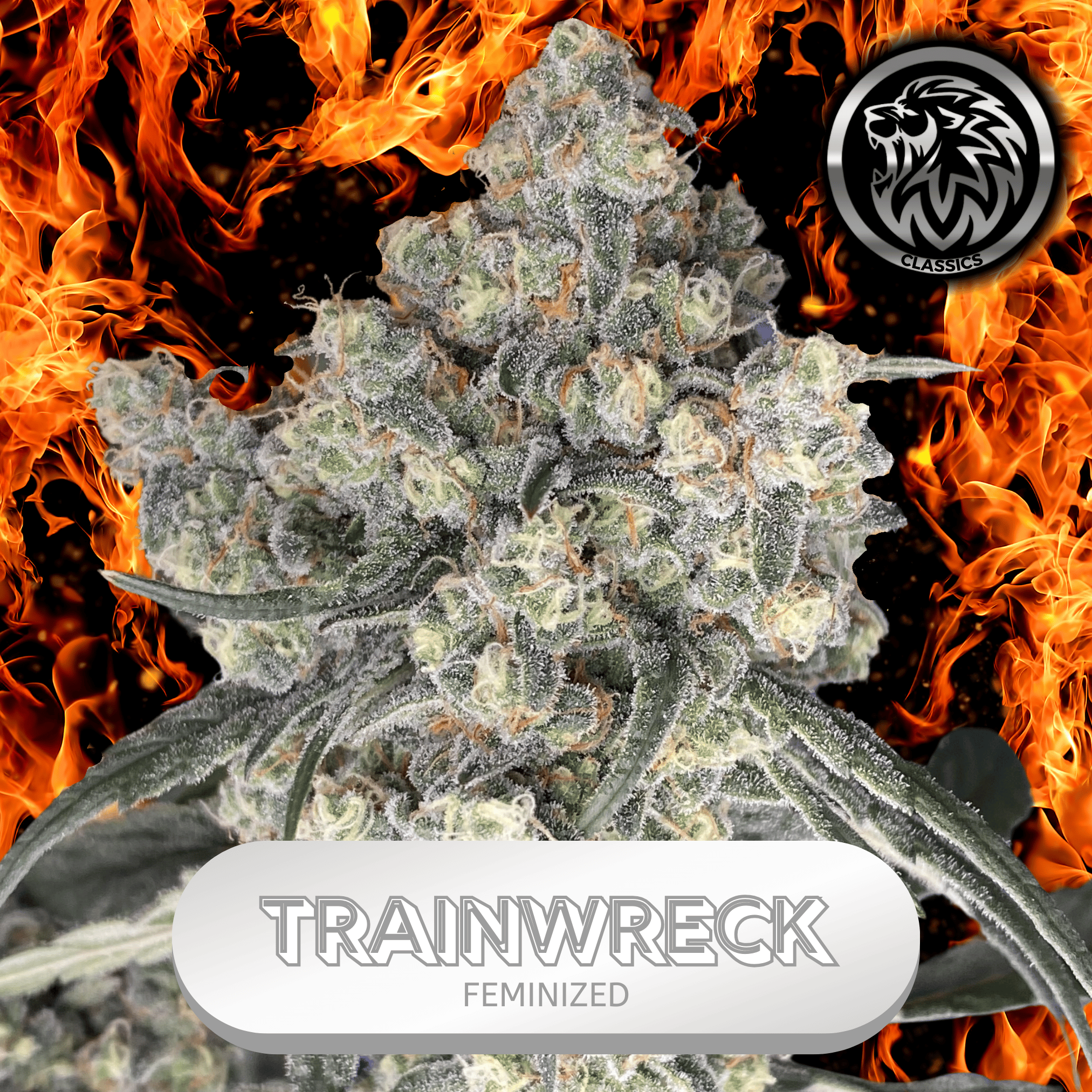 TRAINWRECK (FEM)