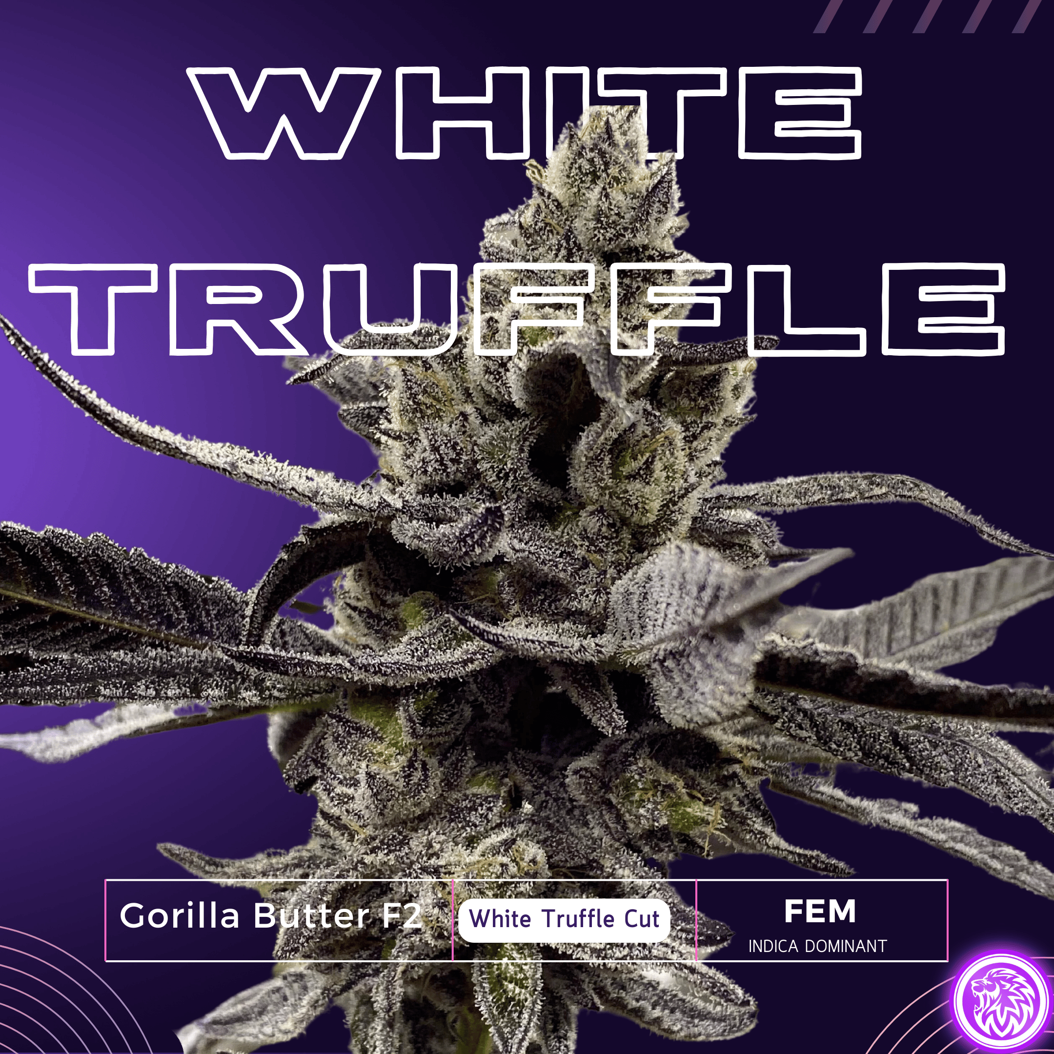 WHITE TRUFFLE S1