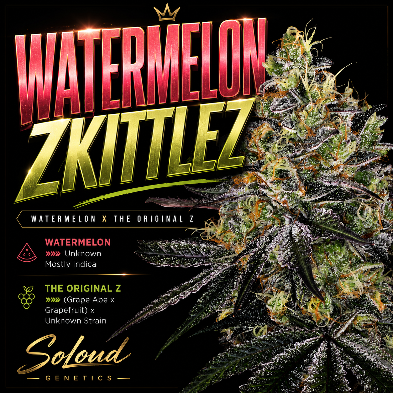 WATERMELON ZKITTLEZ (FEM)