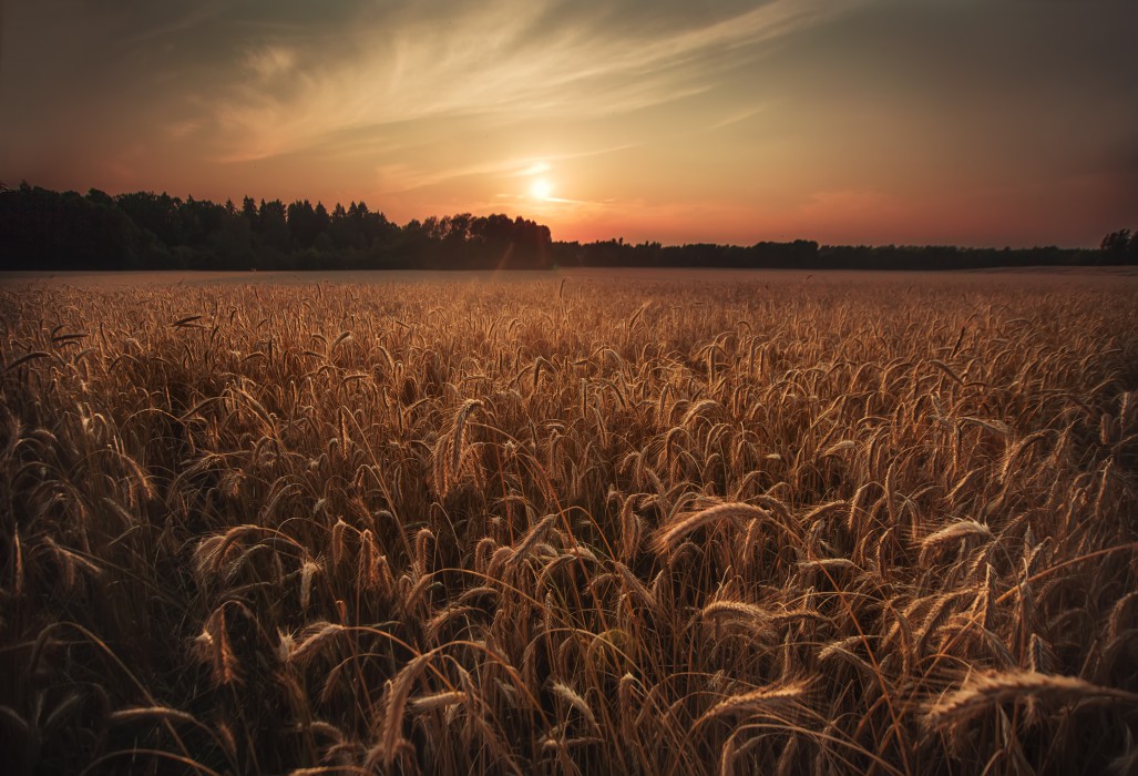 fields3