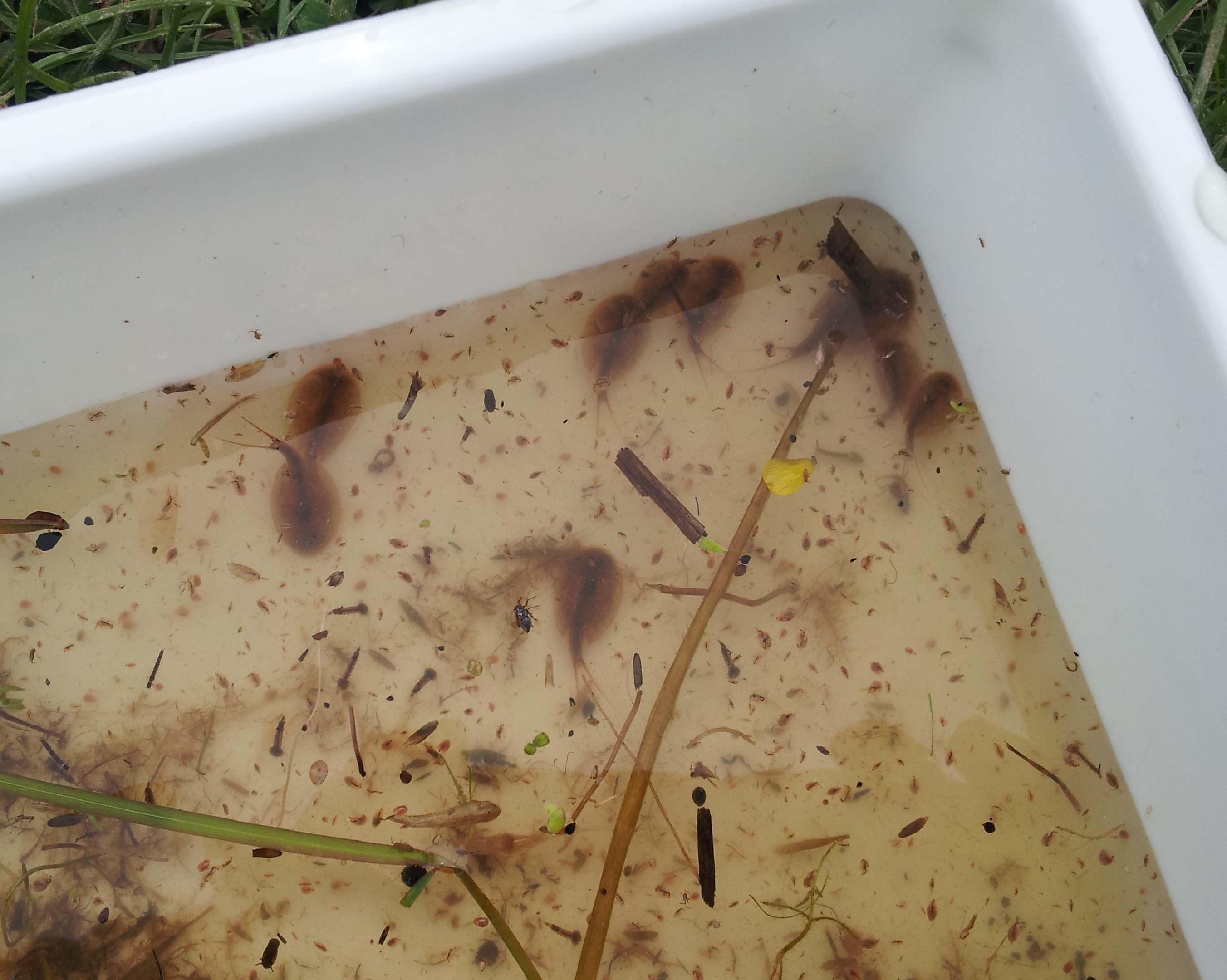 Several Triops and other invertebrate animals
