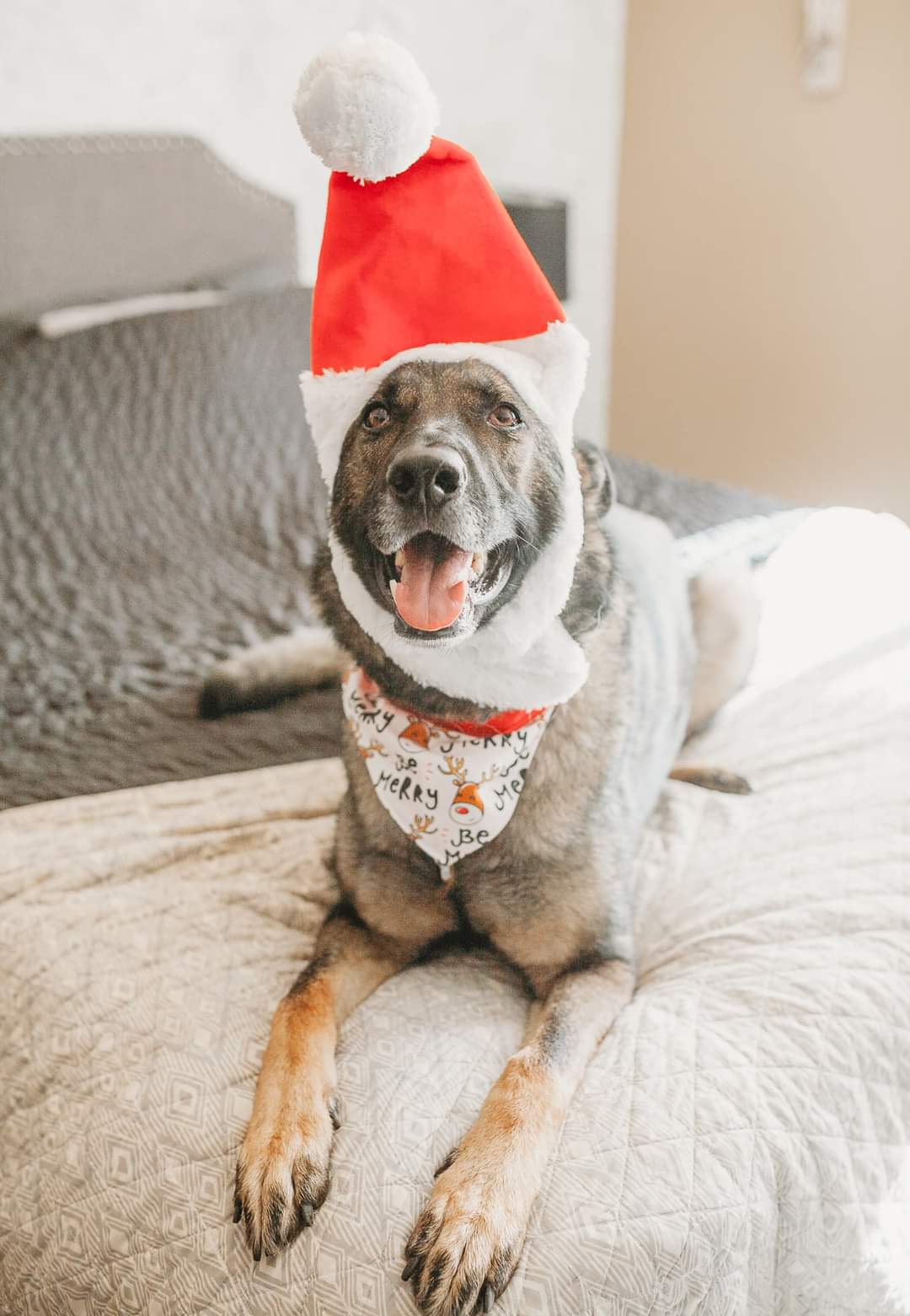 Somerset animal hospital patient gallery