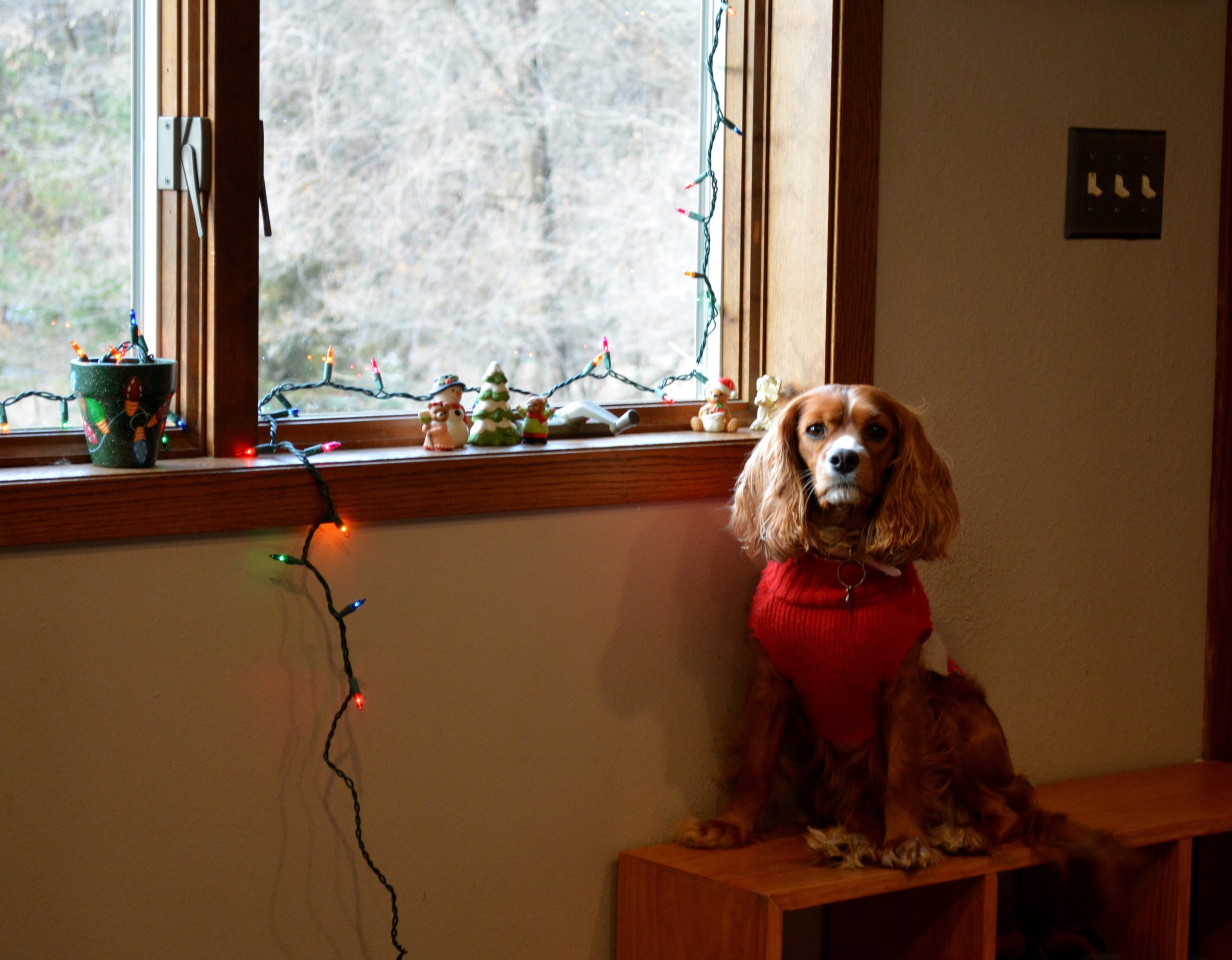 Somerset animal hospital patient gallery