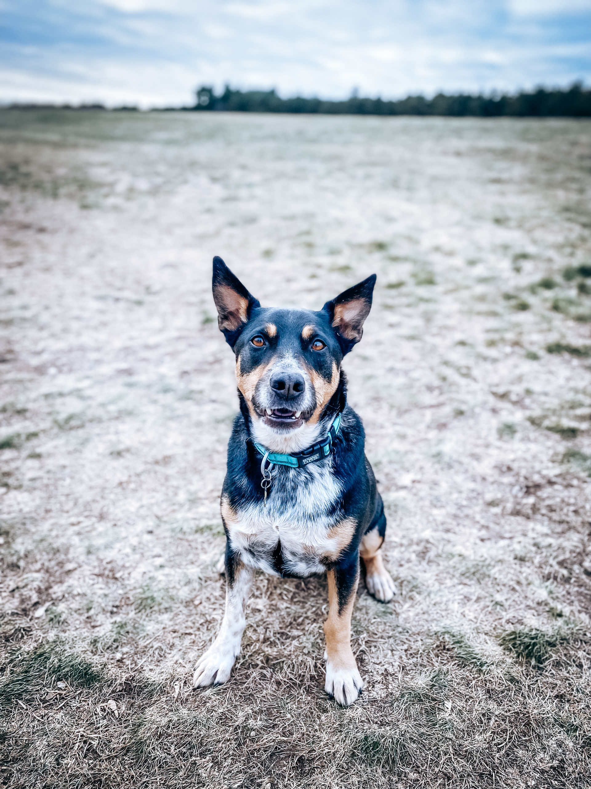 Somerset animal hospital patient gallery