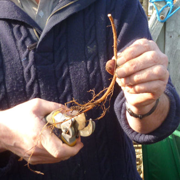 3. Cut roots off the plant and remove the lower sections that have fine, growing active roots (these sections can be potted up separately).