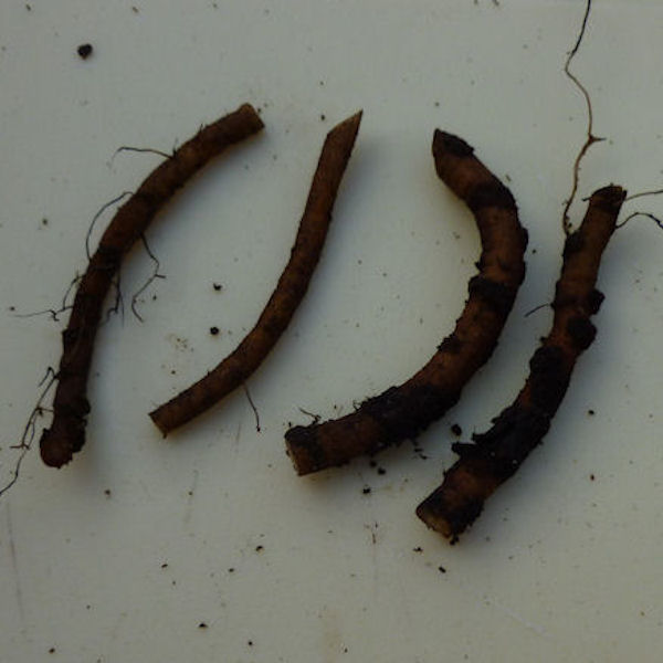 5. The prepared cuttings should look like this.