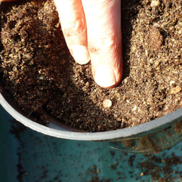 6. Place the cuttings in your prepared cuttings medium so that the top is just level with the surface.