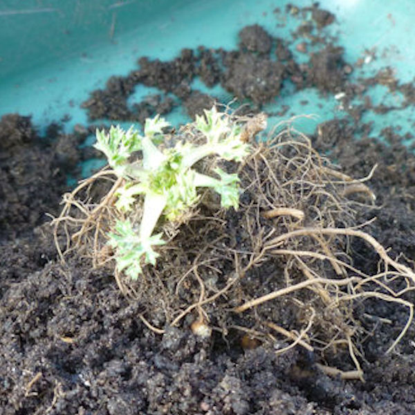 8. The original plant can now be re-potted.