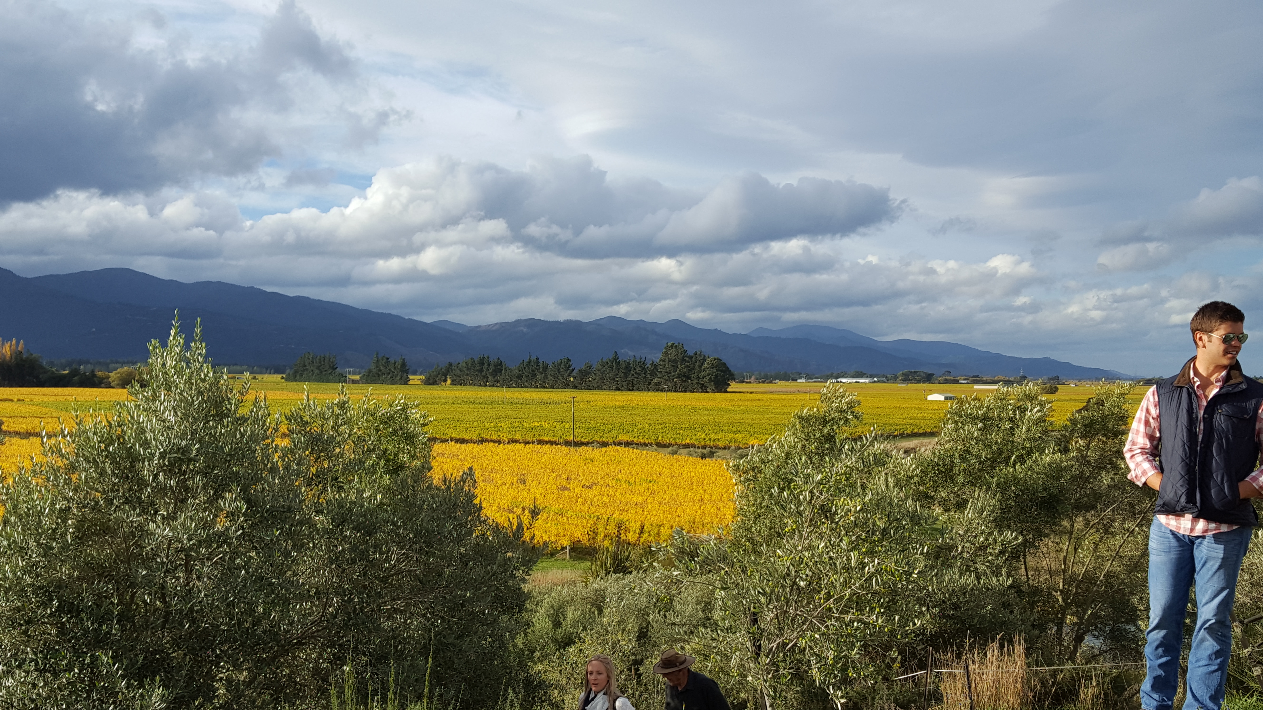 View from the top of the ridge over Seresin Vineyards