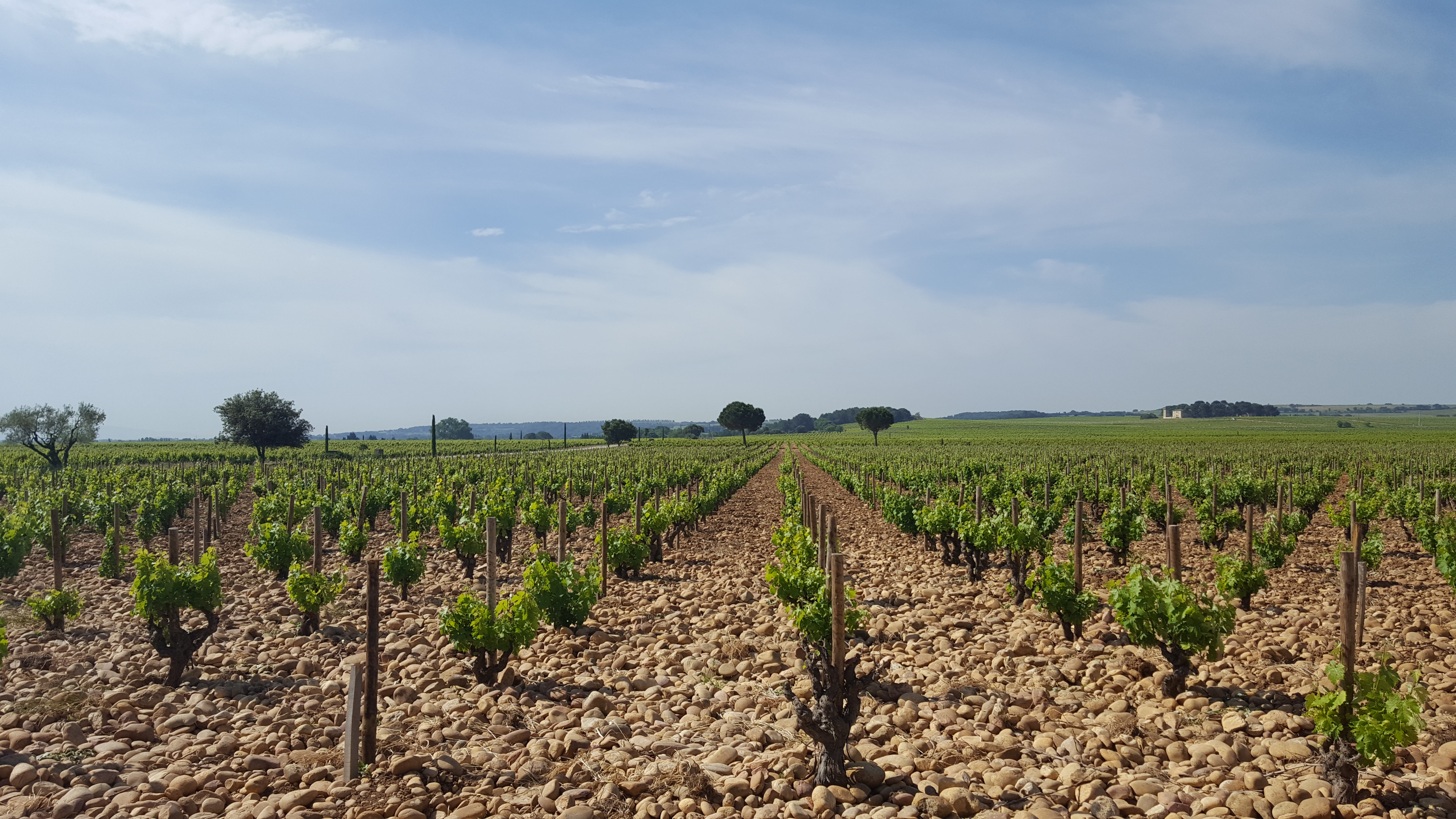 Counoise vines at Beaucastel on the beautiful galets roules river stones