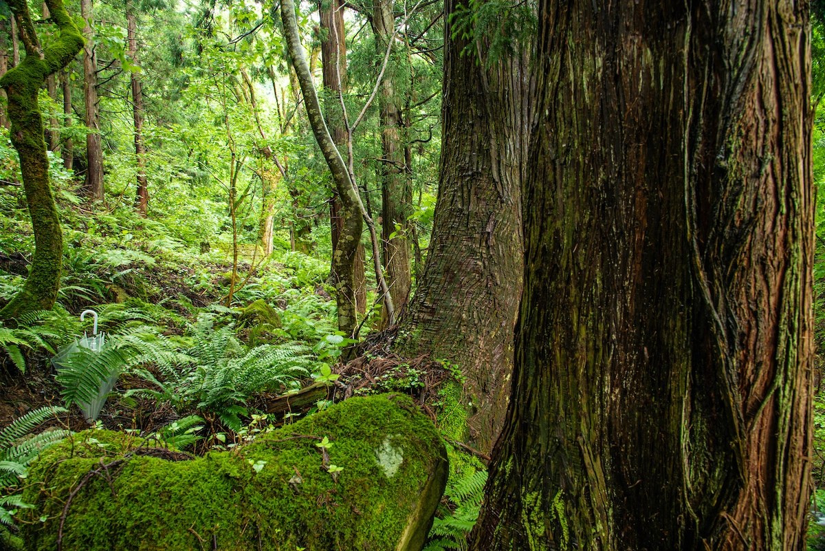 Gỗ Đàn Hương Mysore Sandalwood