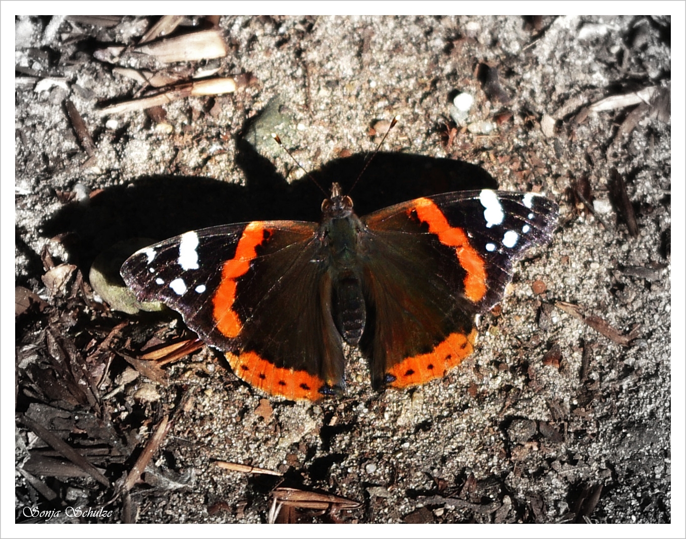 Vanessa Atalanta