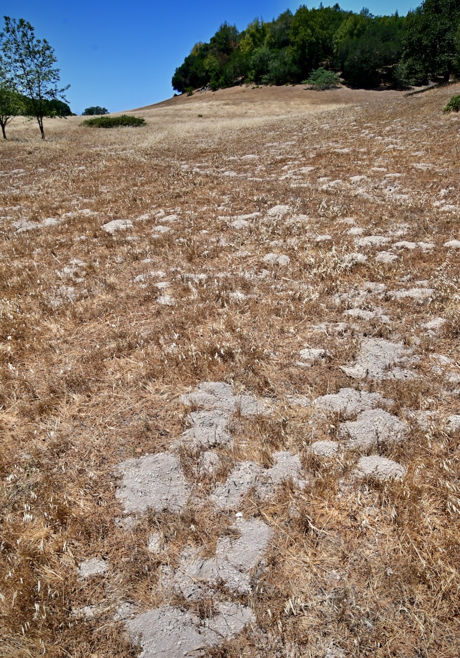 Gopher Holes Sonoma Mountain Ecology Notes