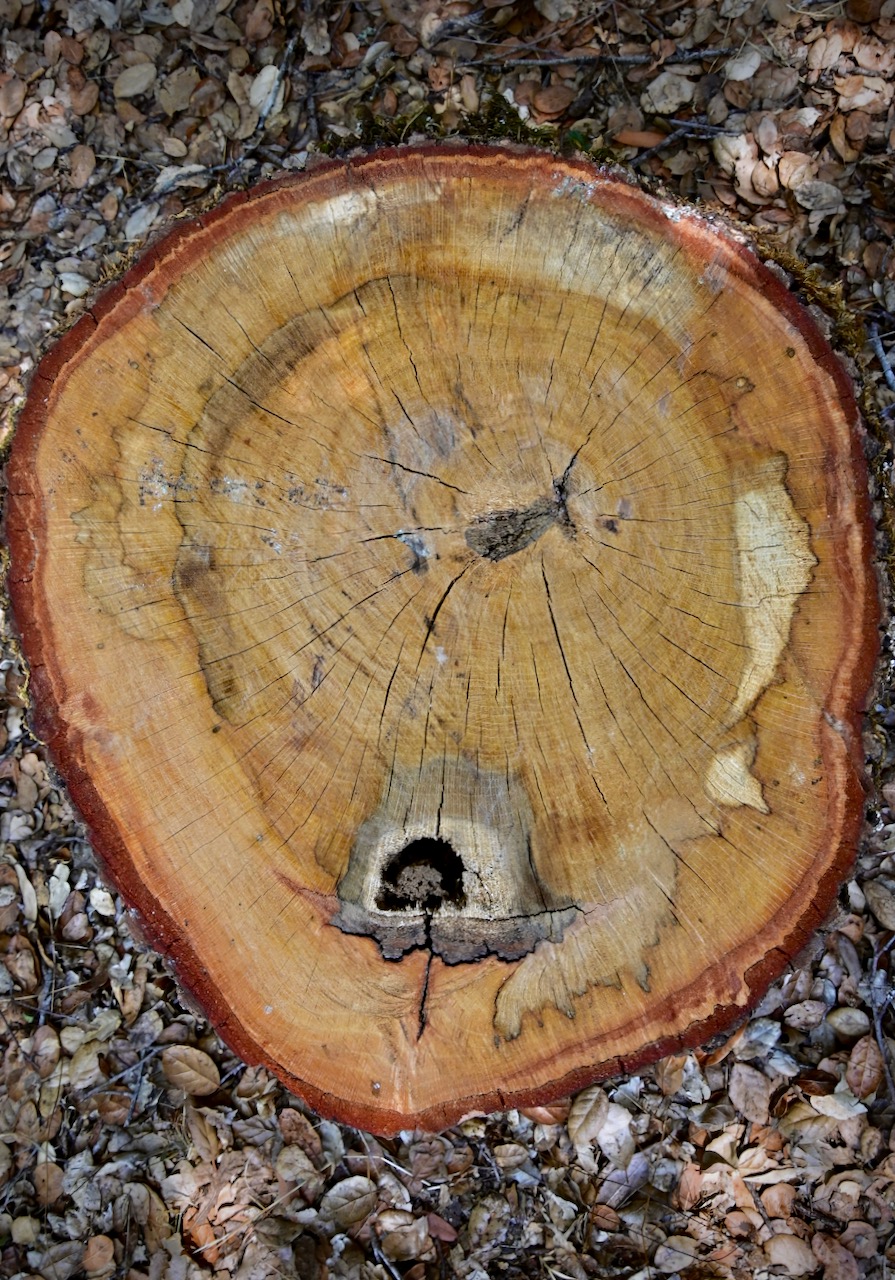 Bark Pockets Sonoma Mountain Ecology Notes