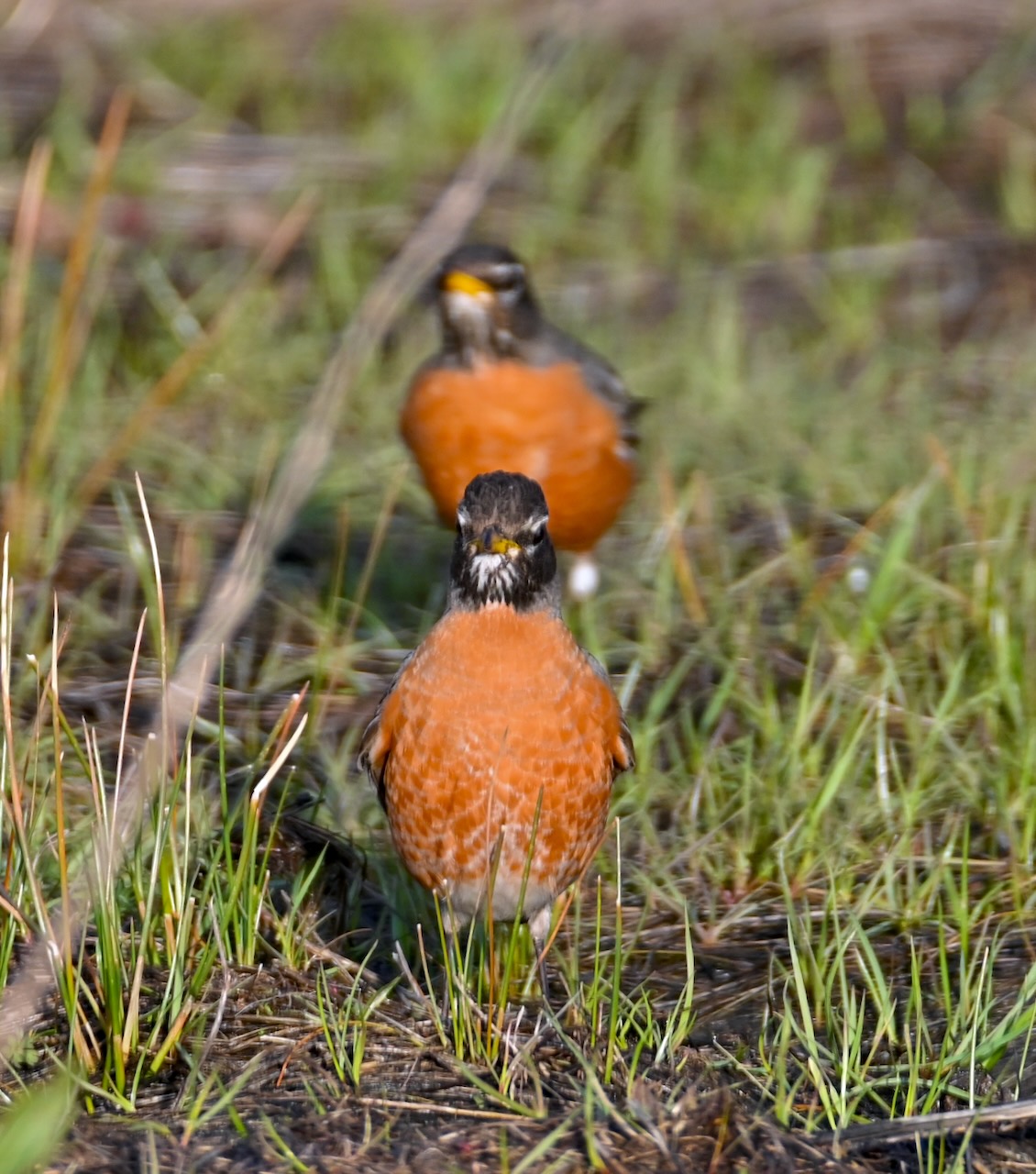 Robins in the Grass Sonoma Mountain Ecology Notes