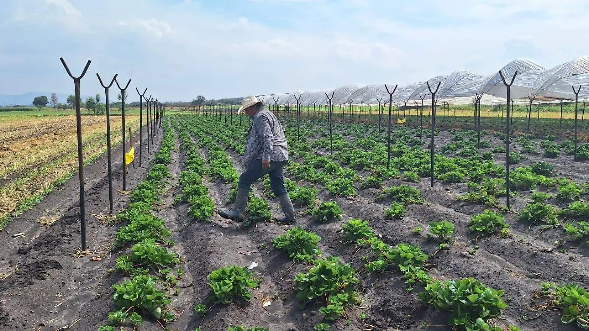 Productores agrícolas esperan beneficios por pronóstico de lluvias